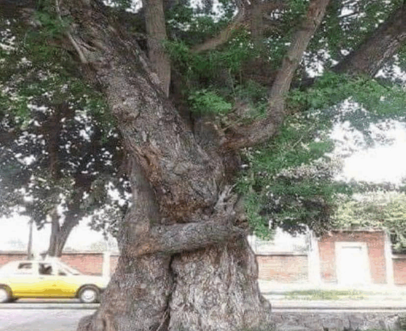 The Silent Battle Between Your Client’s Brain and Body: Why Safety Signals Often Override Your Healing Work